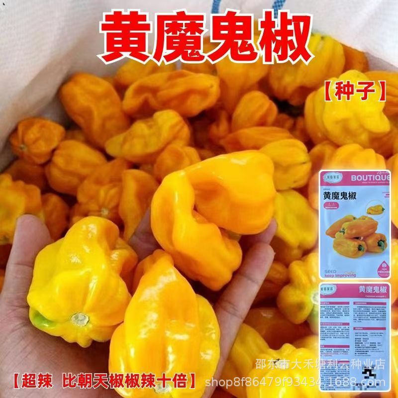 Yellow Devil Pepper Seeds Original Extra Spicy Pepper Seeds Super Spicy Lantern Pepper Seeds Indian Ghost Pepper Seeds Yellow Devil Pepper Seeds Original Extra Spicy Pepper Seeds Super Spicy Lantern Pepper Seeds Indian Ghost Pepper Seeds