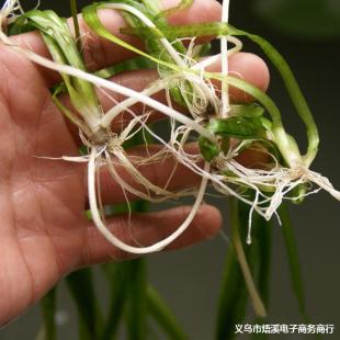 ���س��۰������ˮ��ֲ�� �ļ�����ˮ�w�G����� �rз�~���