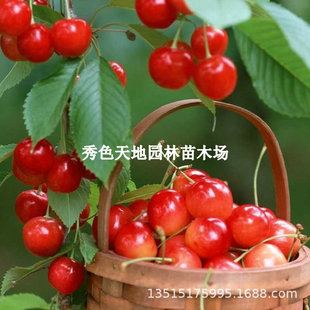 �޽Ӵ�t��܇���Ә�������֭�������Ҙ��籱�Ϸ��Nֲ����Y��