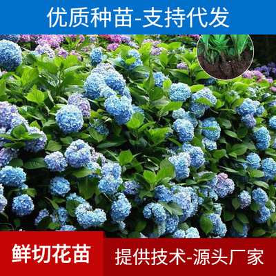 Yunnan wholesale Retail Potted plant Hydrangea Flower seedlings indoor Hydrangea Seedlings Hydrangea Breed Mix and match