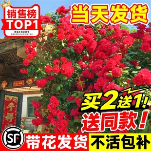 �tľ�㻨������ֲ�������S��ľ�㻨����ͥԺ�ļ��_���������Ի���