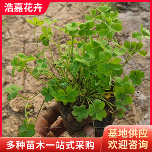 Sorrel Seedlings Potted Red Flowers and Green Leaves Courtyard Lawn Florals and Foliage Flower Bed Plants Green Leaves and Red Flower Seedlings