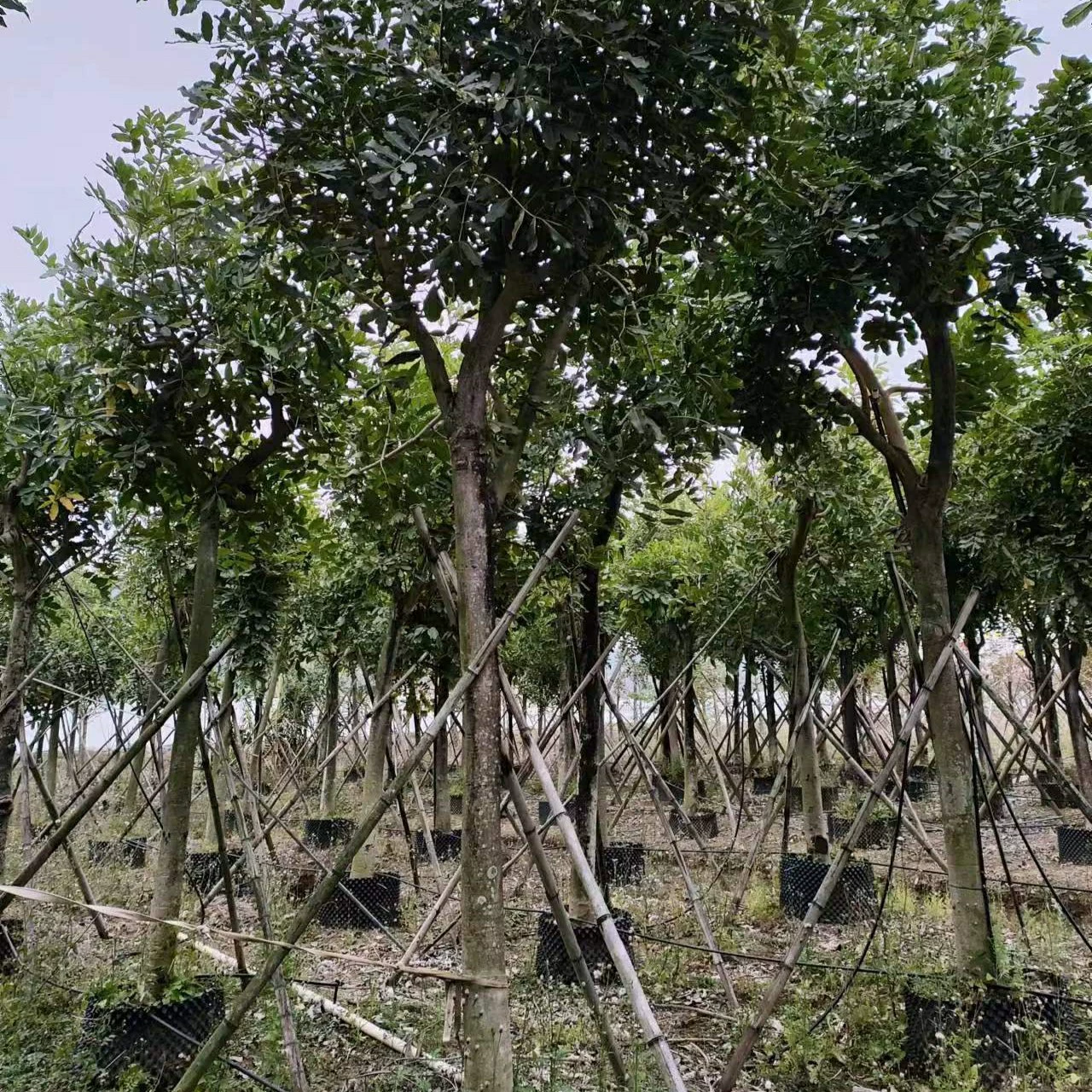 2303 база поставляет 10-15 точек подвесных деревьев дыни