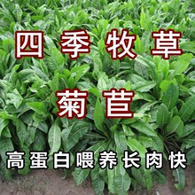 多年生牧草种子养殖四季牛羊鸭鹅兔猪草种籽子再生大叶菊苣草种籽