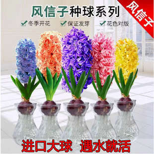 �L���ӷN��ˮ�B�����ײͶ���ˮ��ֲ���ļ��ͺ��׷N���҃Ȼ�������