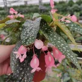 批发竹节海棠花卉盆栽大叶斑点易活四季阳台观叶秋海棠木本绿植物