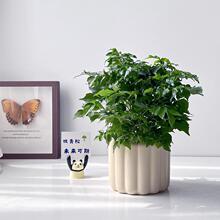 ins�L�≺����G��Сɭ���Ҹ���Gֲ�ļ����B���k���҃�����