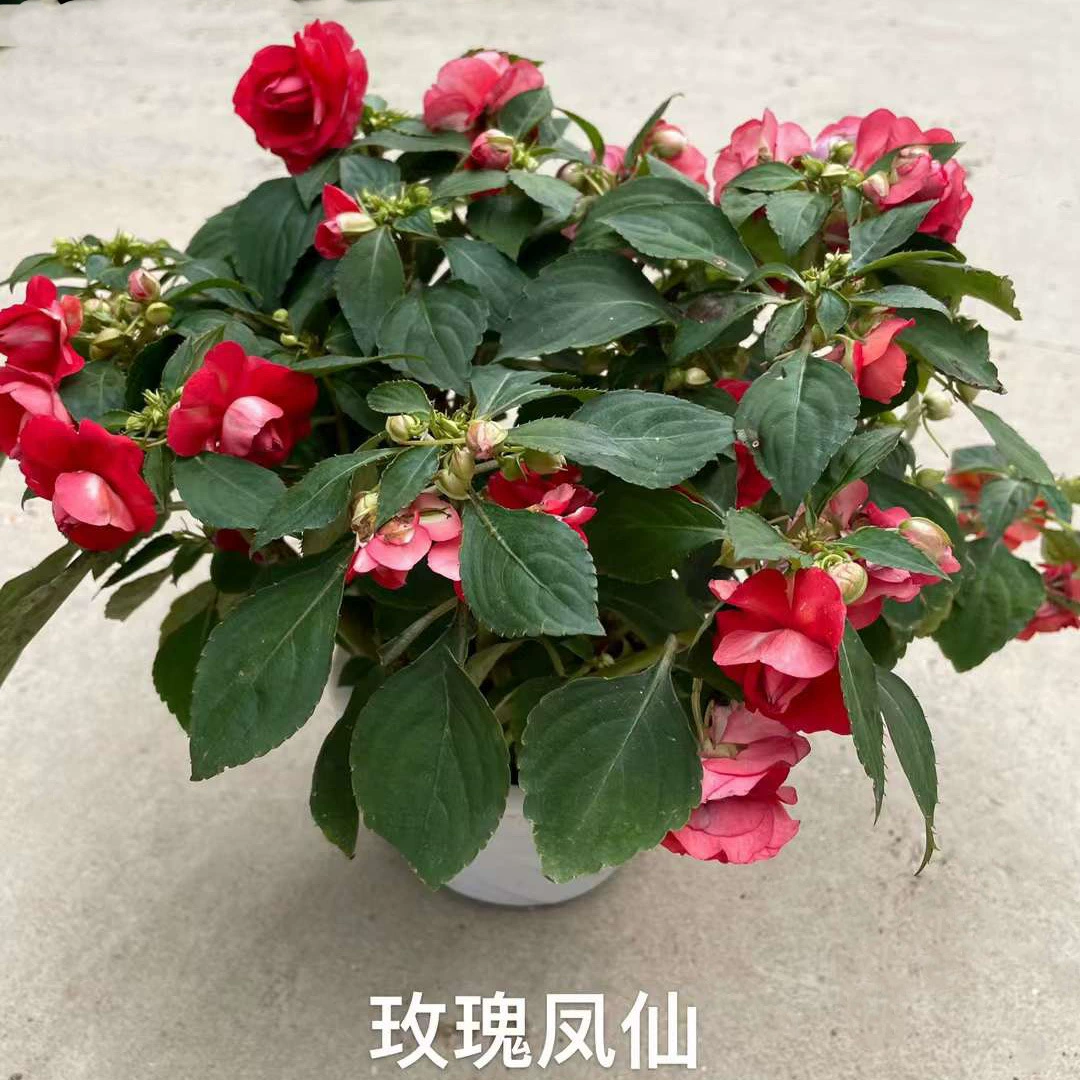 Двойная Роза Impatiens в горшке Крытый и открытый Four Seasons Цветущие растения Многолетний сад Подоконник Зеленые цветы