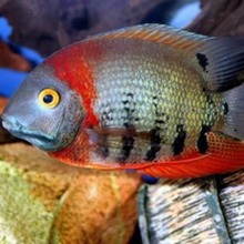 ����ʳ���� �����~ �t��G���}�~ ���}�~ ���w��ˮ�Ꭷ�^�p�~