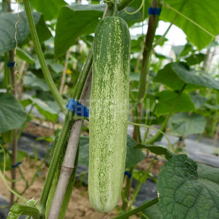 ��´��̖-��������S�ϷN�ӹϗl�ֱ�o��ζ