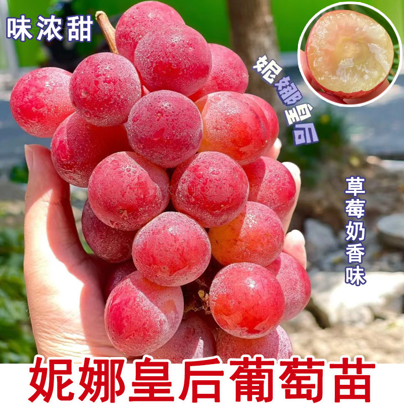 葡萄树苖嫁接妮娜皇后公主尼娜女皇无籽红提葡萄苗北方南方种植树