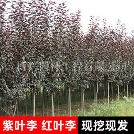 紫叶李树苗红叶李园林工程绿化风景树庭院地栽耐寒植物基地批发