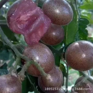 ��Ʒ��Ƥ����o���SƤ������޽Ӻ��SƤ���u�ğo���F���u�Ĺ�����