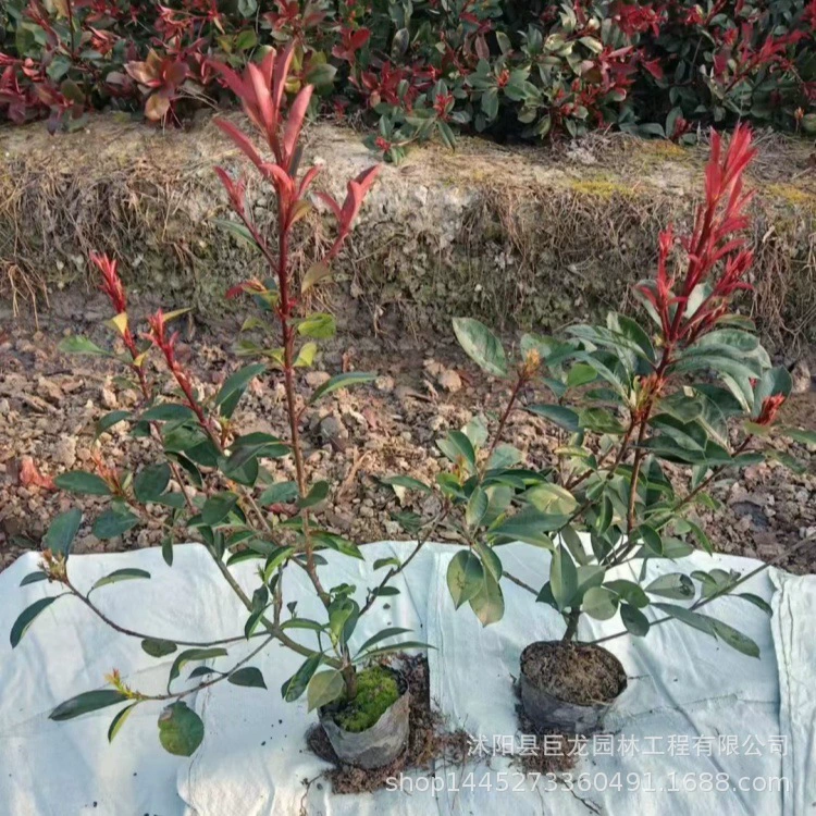 Большая чашка из красного листа остролиста, большой стебель саженца красного листа остролиста, помпон из красного листа остролиста, маленькая чашка из красного листа остролиста высотой 50 см.