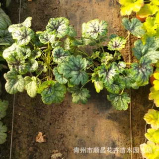 批发矾根 花境花带盆栽苗木矾根 量大从优矾根