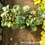 盆栽量大花境花带根
