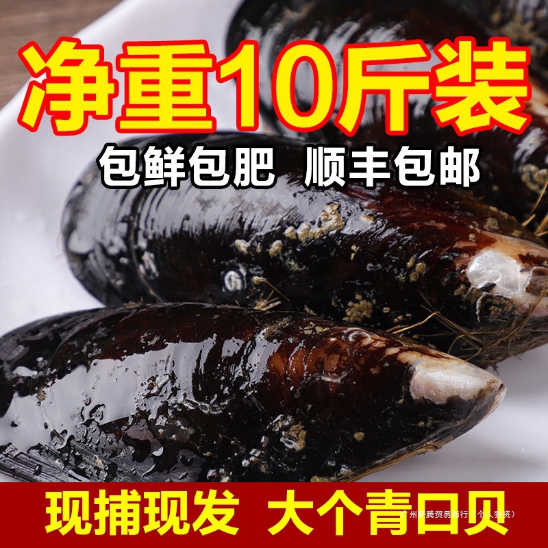 大顺丰青口贝水产包邮鲜活海虹淡菜斤新鲜5贻贝大贝类鲍鱼