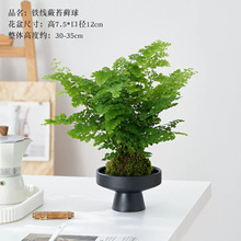 �F��ާ̦�\��ˮ��ֲ���k���҃Ⱥ��B����ֲ��ާGֲ���ԾӼ����