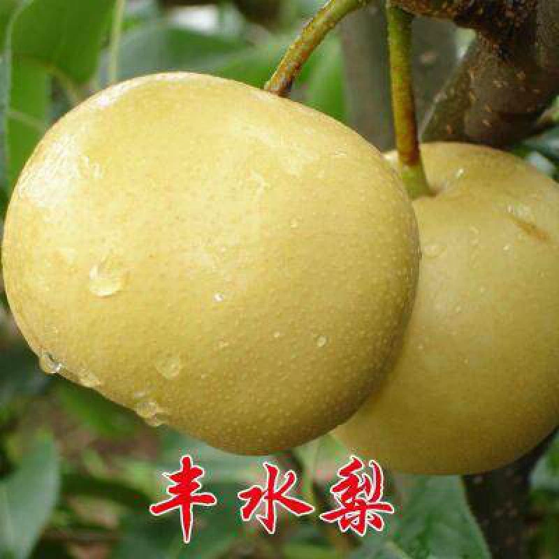 Саженцы зеленых и белых груши привитые саженцы груши саженцы плодовых деревьев Саженцы китайских нефритовых груши раннее созревание груши Саженцы плодов груши Южный север