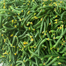 С�S�����rС�S��ŤС�����ָ�ּ������̲����5����]