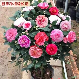 �����軨����ɽ�軨���Ԏ������҃Ⱥ��BͥԺ�ļ��Gֲ�ͺ������̨