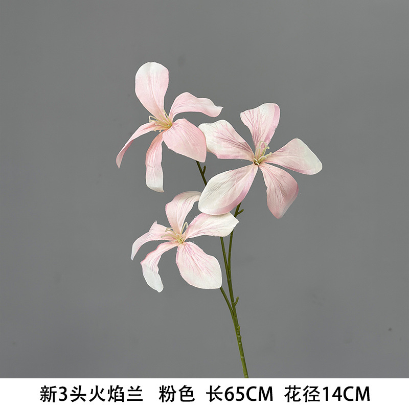 New 3-headed flame orchid - "new arrival recommendation"
