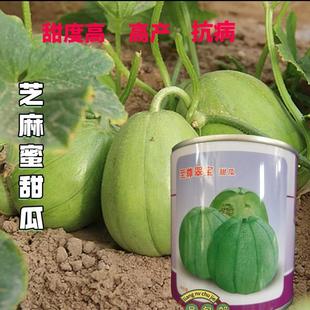 Supreme Cuibao Melon Seeds Shaanbei Sesame Honey Melon Seeds Super Sweet Sesame Crisp Melon Seeds