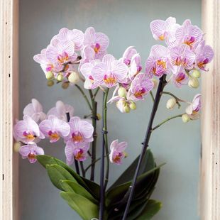 �����m���玧���������������m������͏d�҃�ֲ�ﻨ���ļ����B��