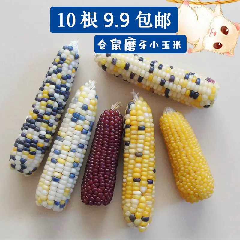 磨牙玉米棒 仓鼠磨牙棒小玉米零食金丝熊花枝鼠兔子龙猫松鼠零食