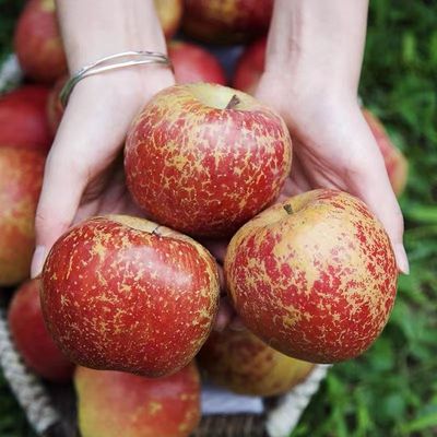 Apple wholesale Alpine Rock sugar fresh fruit Large fruit 10 Season fruit wholesale