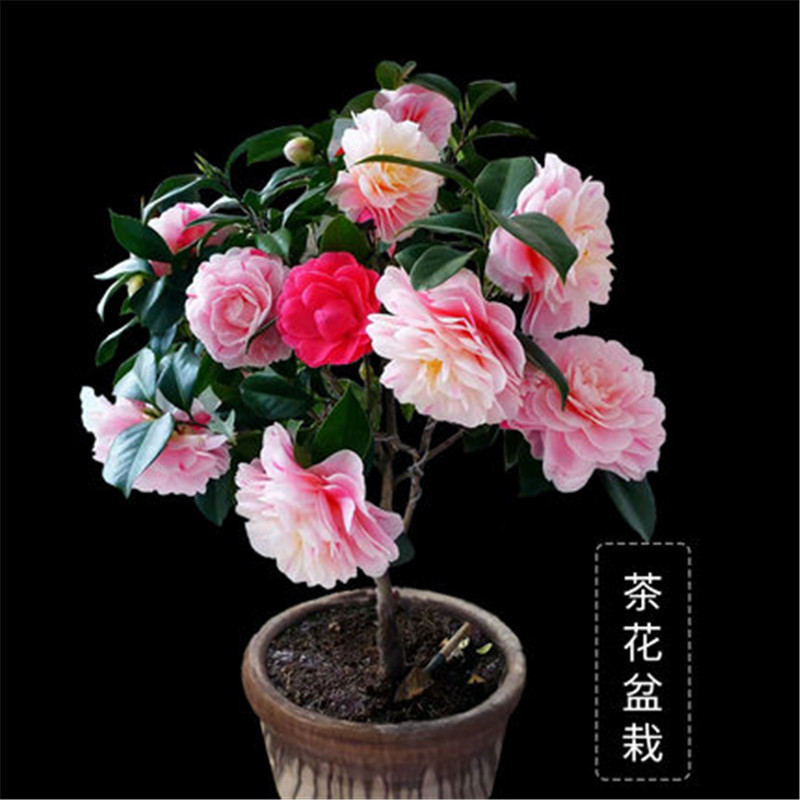四季山茶花阳台盆栽树苗浓香型植物重瓣香妃茶花红赤丹五色赤丹