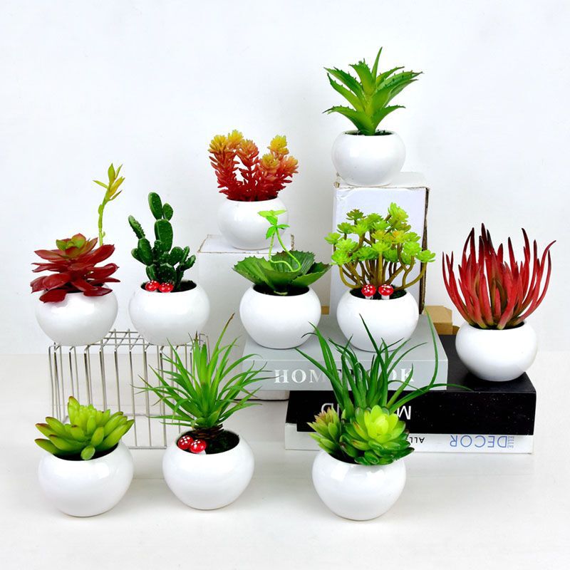 Mini Succulent Plant Potted Ornaments, Succulent Bonsai, Ceramic Pots, Succulent Desktop Decorations
