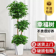 ϘpҸԾGֲ辰҃ȃ՚B׻Gֲ