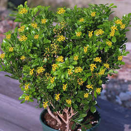 米兰花盆栽花卉绿植室内外浓香四季常青开花好养阳台庭院植物花苗