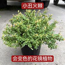 花镜搭配小丑火棘盆栽庭院花镜种植多年生彩叶常绿灌木植物变色叶