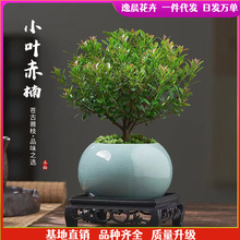 小叶赤楠老桩盆景苗植物花卉微景观水培办公室内好养四季常青盆栽
