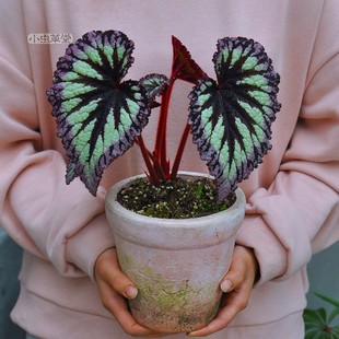 6BVQĦ��݆�ﺣ�����Ժ��Tʿ���΁ţ����}����҃��^�~