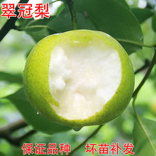 ������������޽���������82����������Ϸ������Nֲ�������