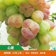 ꖹõϱNֲ޷{ʯԘ箔ϷͥԺ