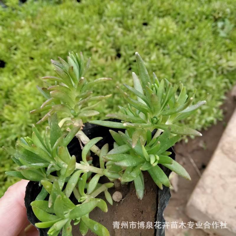 佛甲草苗屋顶绿化草皮坪金叶黄金佛甲草屋顶绿化草坪佛甲草苗