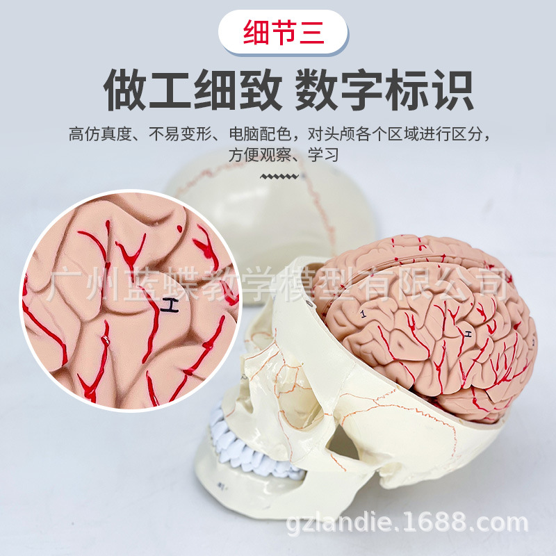 �Ƿ���ͷ�Ǹ���ģ�� ����ͷ­�� ����ģ�� �񾭿�­�Խ��� ͷ��