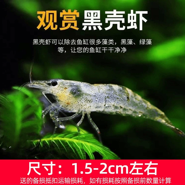 Get 10 for 10 medium-sized black shell shrimps (20 pieces in total) with spare parts included