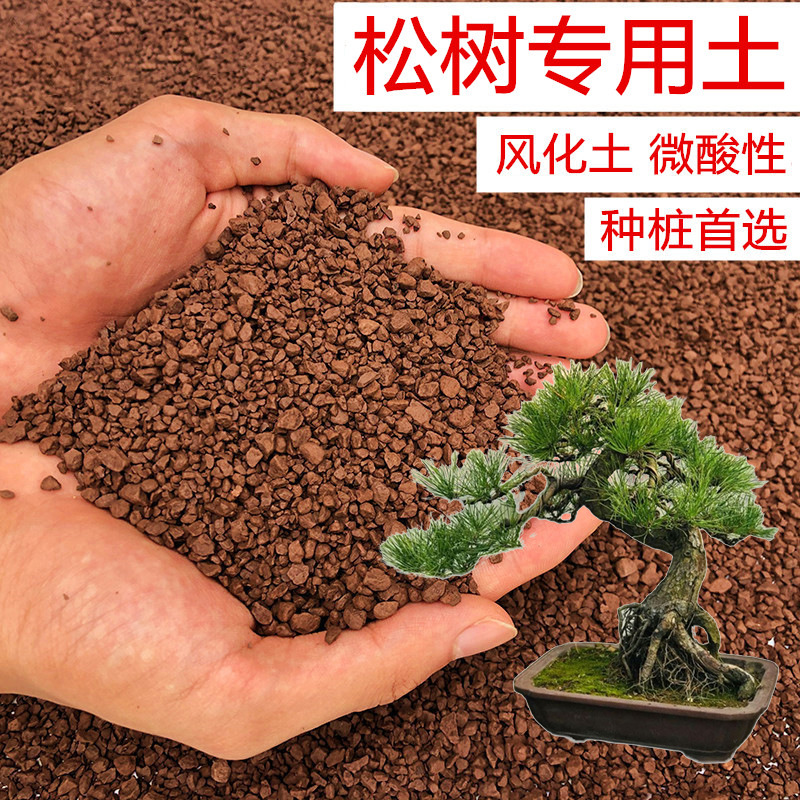 松树土五针松罗汉松黑松黄山松土风化土红土酸性土壤盆景土