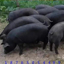 四川哪里出售巴馬香豬小豬崽 藏香豬豬苗 小香豬20斤的多少