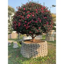 ��÷�����������ͥԺ�ļ��L��ߗU�ļ��軨��e�����Ի��ܾGֲ��