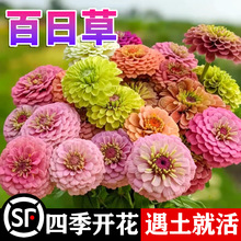 四季易种百日草花种子波斯菊道路野花组合庭院开花室外阳台花籽种