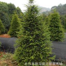 批发湖南红豆杉 3-5cm庭院景观树苗木 名贵健康植物盆景 四季青翠