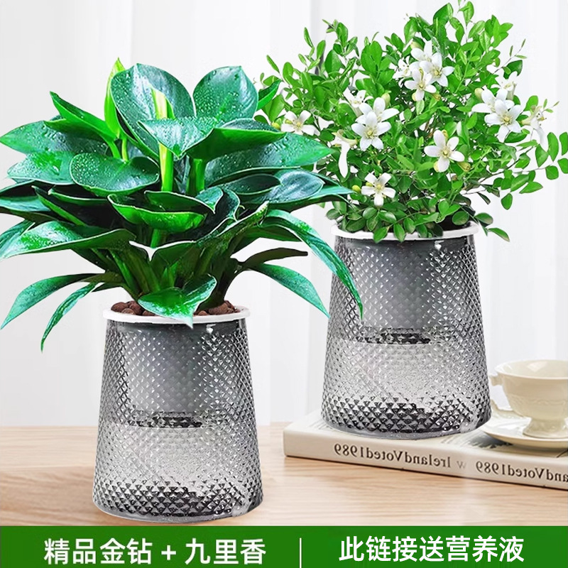 황금 다이아몬드 + 구리향 + 별 2개 분지 + 영양액