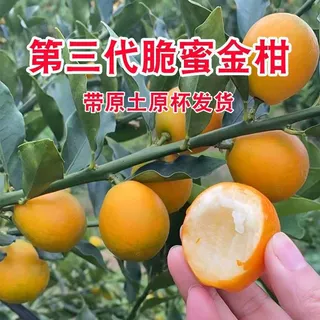 广西四季融安脆蜜金桔苗盆栽三代脆蜜金桔嫁接苗脆蜜金柑苗特大号