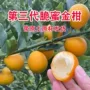 融安广西三代盆栽蜜金桔